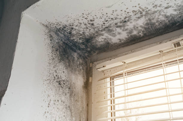 Affordable Basement Mold Removal solutions in Saint Michaels, MD