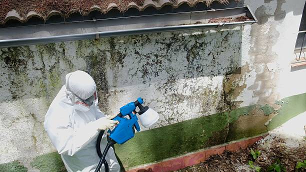 Top rated local Basement Mold Removal specialists in Saint Michaels, MD